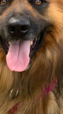 Spike – Hütehund-Mix, Männchen, 5 Jahre 8 Monate, 39576 Stendal – Foto 6