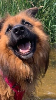 Spike – Hütehund-Mix, Männchen, 5 Jahre 8 Monate, 39576 Stendal – Foto 7