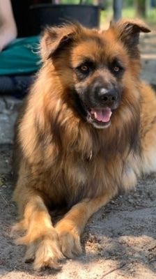 Spike – Hütehund-Mix, Männchen, 5 Jahre 8 Monate, 39576 Stendal – Foto 8
