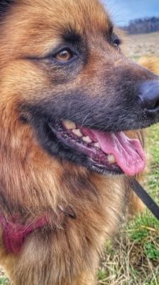 Spike – Hütehund-Mix, Männchen, 5 Jahre 8 Monate, 39576 Stendal – Foto 9