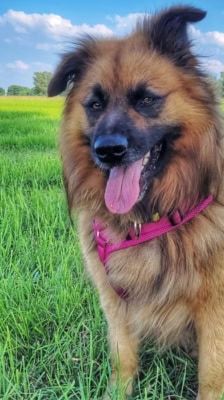 Spike – Hütehund-Mix, Männchen, 5 Jahre 8 Monate, 39576 Stendal – Foto 10