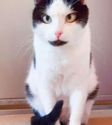 Lenny – EKH, Männchen, 38 Monate, 13057 Berlin – Foto 2