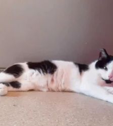 Lenny – EKH, Männchen, 38 Monate, 13057 Berlin – Foto 3