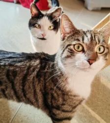 Lenny – EKH, Männchen, 38 Monate, 13057 Berlin – Foto 4