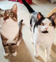 Lenny – EKH, Männchen, 38 Monate, 13057 Berlin – Foto 5