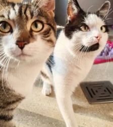 Lenny – EKH, Männchen, 38 Monate, 13057 Berlin – Foto 6