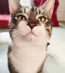 Lenny – EKH, Männchen, 38 Monate, 13057 Berlin – Foto 7