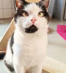 Lenny – EKH, Männchen, 38 Monate, 13057 Berlin – Foto 8