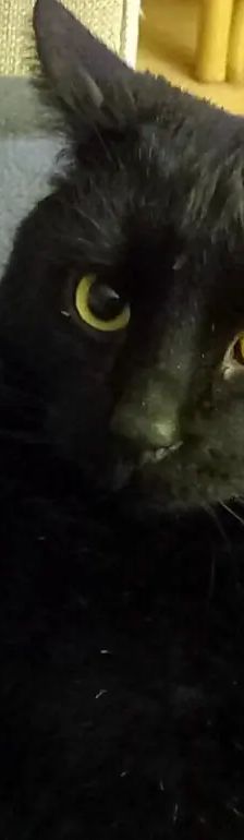 Diesel – EHK, Männchen, 5 Jahre, Cats at Andros e.V. – Foto 1
