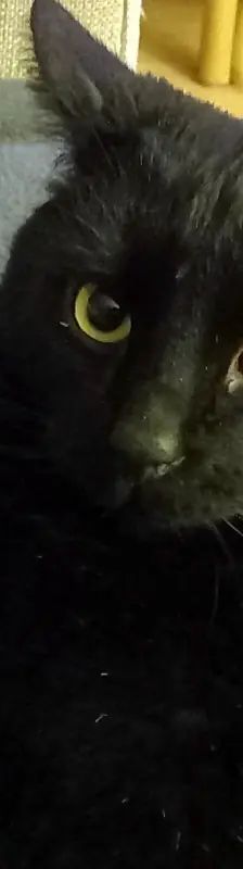 Diesel – EHK, Männchen, 5 Jahre, Cats at Andros e.V. – Foto 2