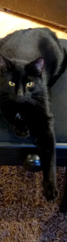 Diesel – EHK, Männchen, 5 Jahre, Cats at Andros e.V. – Foto 3
