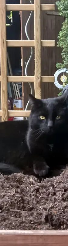 Diesel – EHK, Männchen, 5 Jahre, Cats at Andros e.V. – Foto 4