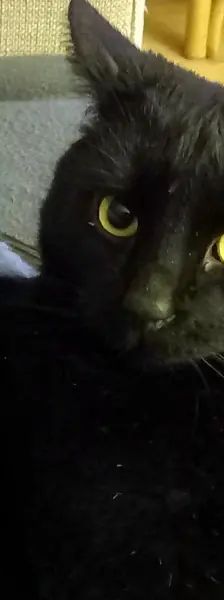 Diesel – EHK, Männchen, 5 Jahre, Cats at Andros e.V. – Foto 5