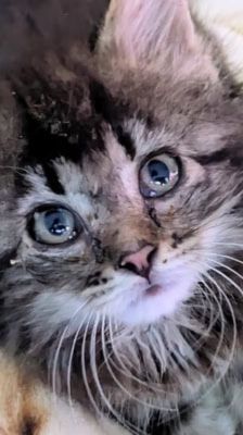 Malla – Katze, Weibchen, 2 Monate, 39576 Stendal – Foto 1