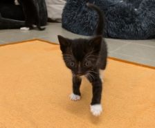 Malla – Katze, Weibchen, 2 Monate, 39576 Stendal – Foto 4