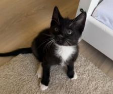 Malla – Katze, Weibchen, 2 Monate, 39576 Stendal – Foto 6
