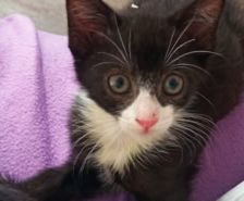 Malla – Katze, Weibchen, 2 Monate, 39576 Stendal – Foto 10