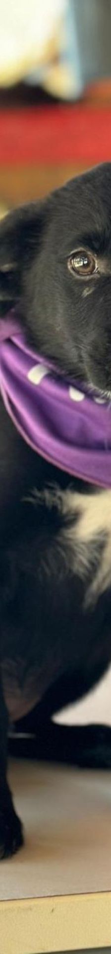 Nox – Mischling, Männchen, 3 Monate, Nordic Strays e.V. – Foto 1