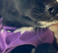 Nox – Mischling, Männchen, 3 Monate, Nordic Strays e.V. – Foto 4