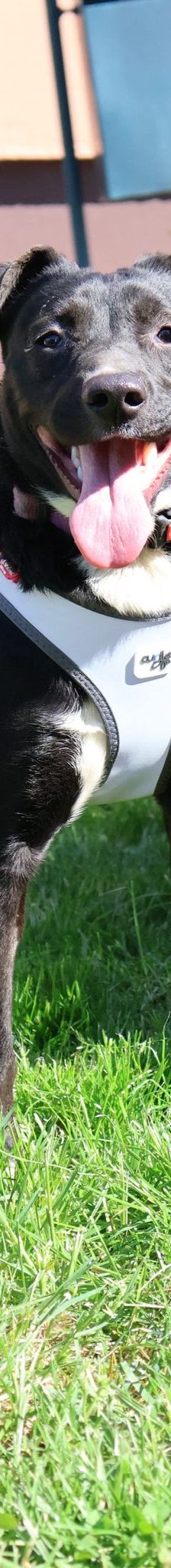 Nox – Mischling, Männchen, 3 Monate, Nordic Strays e.V. – Foto 7