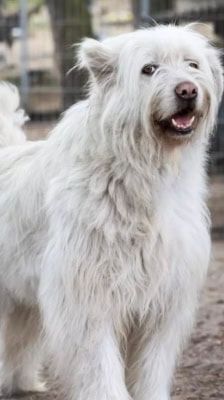 Baro – Mioritic, Männchen, 9 Jahre, 39576 Stendal – Foto 1