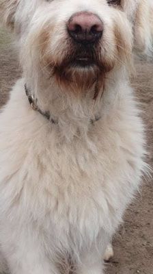 Baro – Mioritic, Männchen, 9 Jahre, 39576 Stendal – Foto 2
