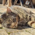 Willi – Katze, Unbekannt, 9 Jahre, 32758 Detmold – Foto 2