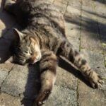 Willi – Katze, Unbekannt, 9 Jahre, 32758 Detmold – Foto 3