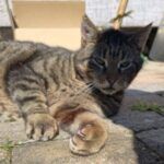 Willi – Katze, Unbekannt, 9 Jahre, 32758 Detmold – Foto 4