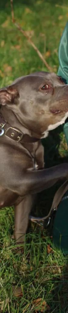 Olivia – Staffordshire Bullterrier, Weibchen, 4 Jahre 11 Monate, 13057 Berlin – Foto 1