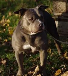 Olivia – Staffordshire Bullterrier, Weibchen, 4 Jahre 11 Monate, 13057 Berlin – Foto 2