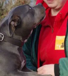 Olivia – Staffordshire Bullterrier, Weibchen, 4 Jahre 11 Monate, 13057 Berlin – Foto 3