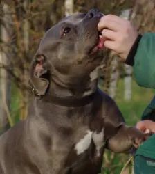 Olivia – Staffordshire Bullterrier, Weibchen, 4 Jahre 11 Monate, 13057 Berlin – Foto 4