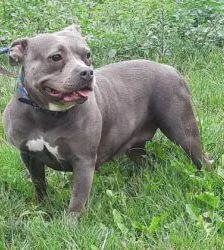 Olivia – Staffordshire Bullterrier, Weibchen, 4 Jahre 11 Monate, 13057 Berlin – Foto 5