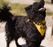 Lolek – Kroat. Schäferhund-Mischling, Männchen, 9 Monate, Nordic Strays e.V. – Foto 2