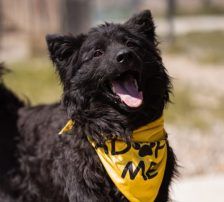 Lolek – Kroat. Schäferhund-Mischling, Männchen, 9 Monate, Nordic Strays e.V. – Foto 3