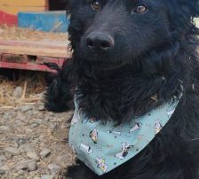 Lolek – Kroat. Schäferhund-Mischling, Männchen, 9 Monate, Nordic Strays e.V. – Foto 5