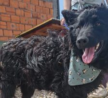 Lolek – Kroat. Schäferhund-Mischling, Männchen, 9 Monate, Nordic Strays e.V. – Foto 6