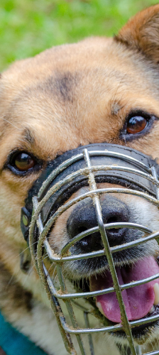 Lara Endpflegestelle – Schäferhundmischling, Weibchen, 7 Jahre, 28357 Bremen – Foto 1