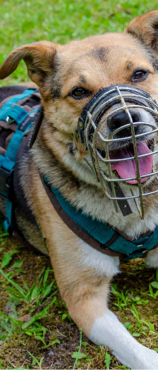 Lara Endpflegestelle – Schäferhundmischling, Weibchen, 7 Jahre, 28357 Bremen – Foto 2