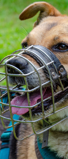 Lara Endpflegestelle – Schäferhundmischling, Weibchen, 7 Jahre, 28357 Bremen – Foto 3