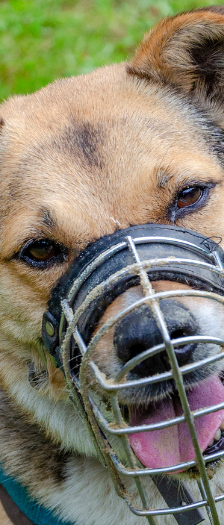 Lara Endpflegestelle – Schäferhundmischling, Weibchen, 7 Jahre, 28357 Bremen – Foto 4