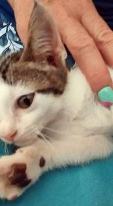 Dean – Europäisch Kurzhaar, Männchen, 10 Monate, 65520 Bad Camberg – Foto 1