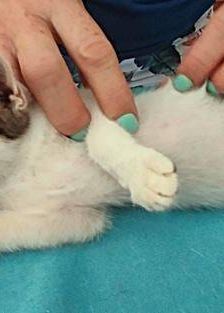 Dean – Europäisch Kurzhaar, Männchen, 10 Monate, 65520 Bad Camberg – Foto 2