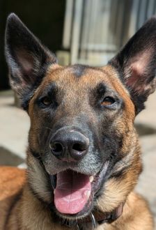 Sky – Malinois, Männchen, 2 Jahre, 97074 Würzburg – Foto 2