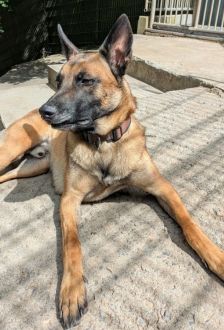 Sky – Malinois, Männchen, 2 Jahre, 97074 Würzburg – Foto 11
