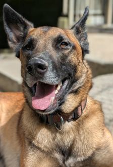 Sky – Malinois, Männchen, 2 Jahre, 97074 Würzburg – Foto 12