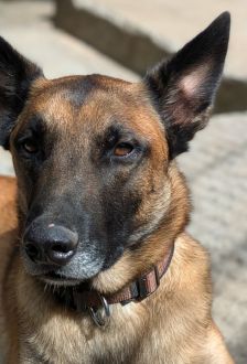 Sky – Malinois, Männchen, 2 Jahre, 97074 Würzburg – Foto 4