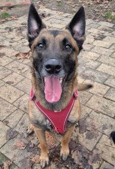 Sky – Malinois, Männchen, 2 Jahre, 97074 Würzburg – Foto 5
