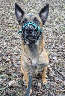 Sky – Malinois, Männchen, 2 Jahre, 97074 Würzburg – Foto 6